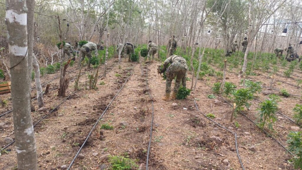 erradican-plantios-de-marihuana-en-el-sur-de-sinaloa4