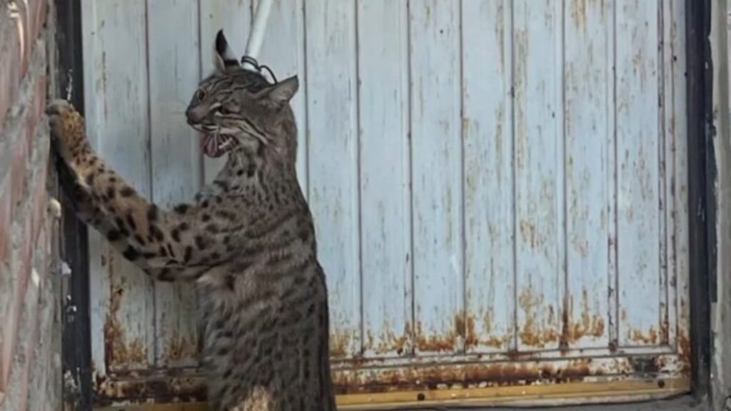 gato-montes-capturado-proteccion-civl-guasave
