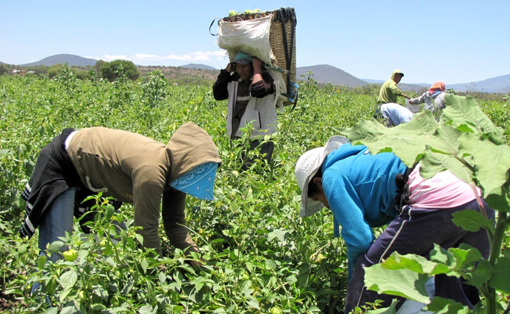 Sarampion-golpea-letalmente-a-jornaleros-Durango