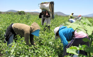 Sarampion-golpea-letalmente-a-jornaleros-Durango